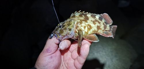ガシラの釣果