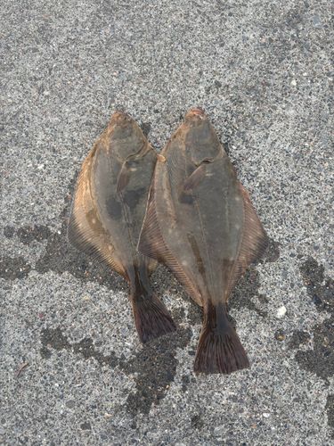 イシモチの釣果