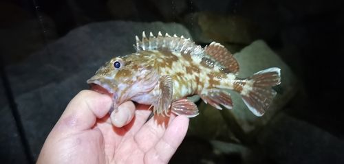 ガシラの釣果