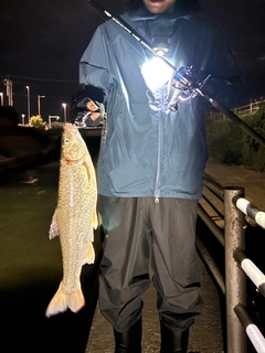 ウグイの釣果