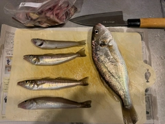 シロギスの釣果