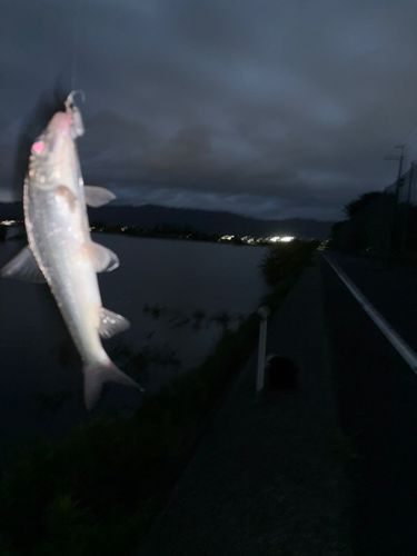 ニゴイの釣果