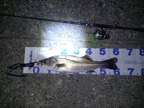 シーバスの釣果