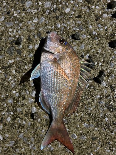 タイの釣果