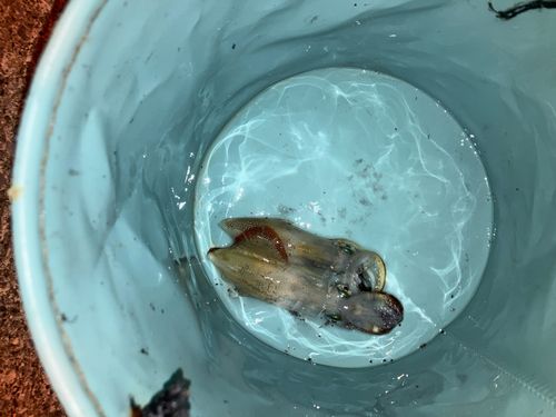 ヒイカの釣果