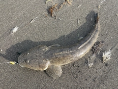 マゴチの釣果