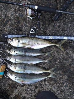 アジの釣果