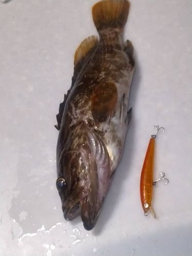 クエの釣果