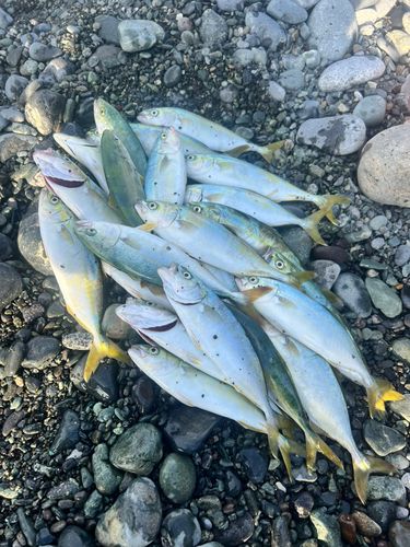 ワカシの釣果