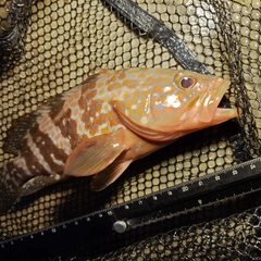 キジハタの釣果