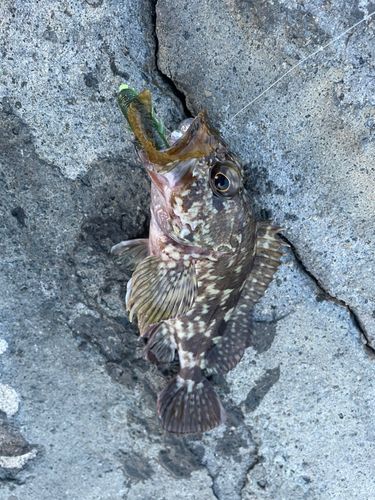 カサゴの釣果