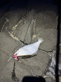 ヒラメの釣果