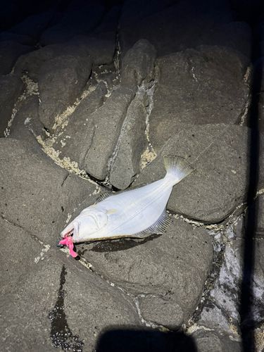 ヒラメの釣果