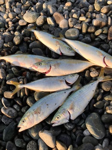ワカシの釣果