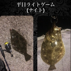 ヒラメの釣果