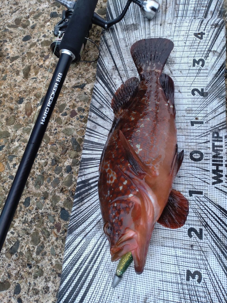 SHIMANO 19ハードロッカー BB S92MHの最安値・インプレ・釣果 | 本音の