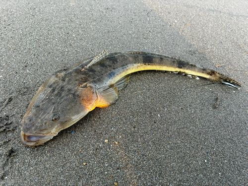 マゴチの釣果
