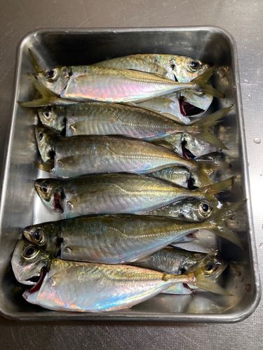 アジの釣果