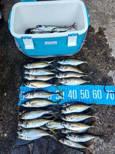 アジの釣果