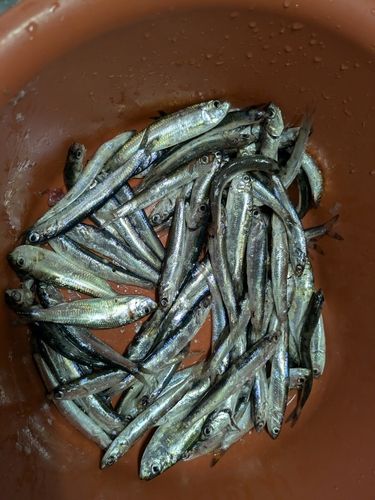 カタクチイワシの釣果