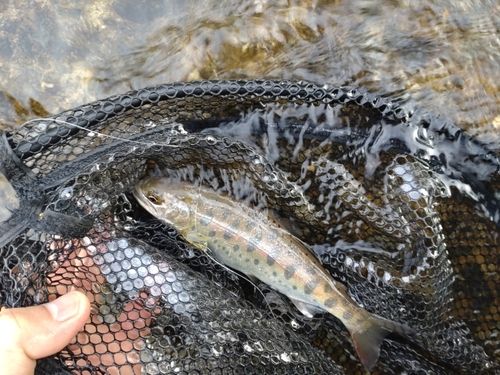 ヤマメの釣果