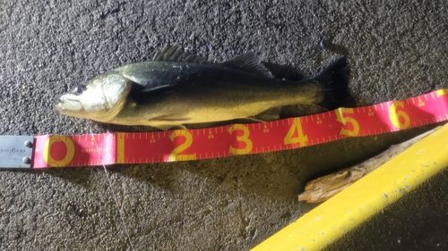 フッコ（ヒラスズキ）の釣果