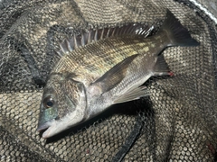 クロダイの釣果