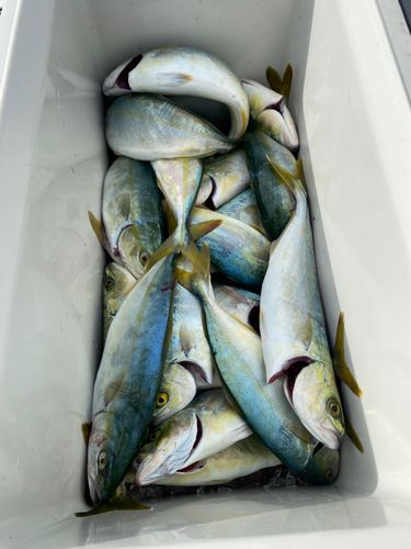 ワカシの釣果