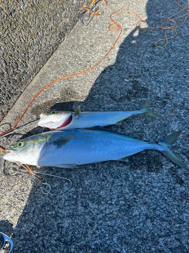 イナダの釣果
