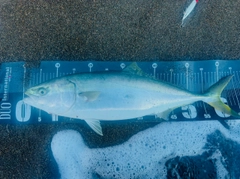 ワラサの釣果