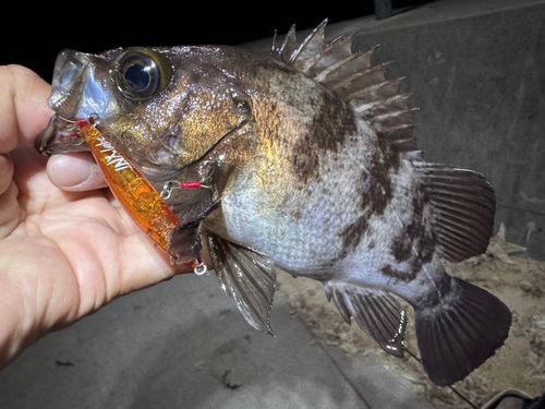 メバルの釣果