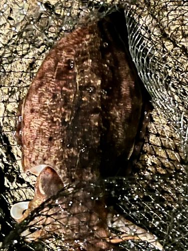 コウイカの釣果