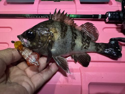 メバルの釣果