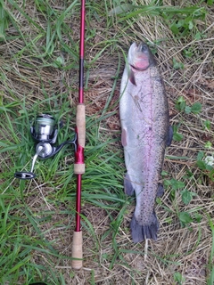 ニジマスの釣果