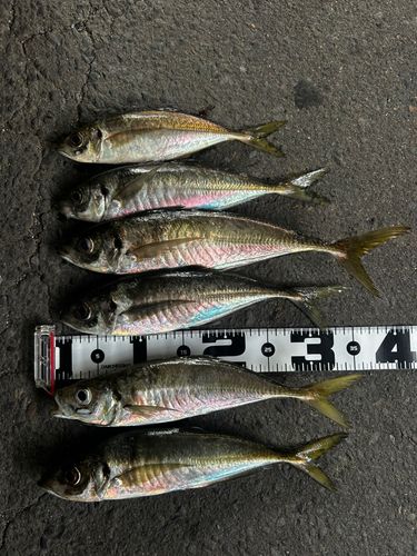 アジの釣果