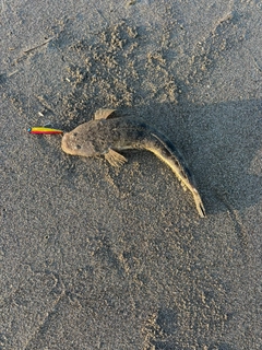マゴチの釣果