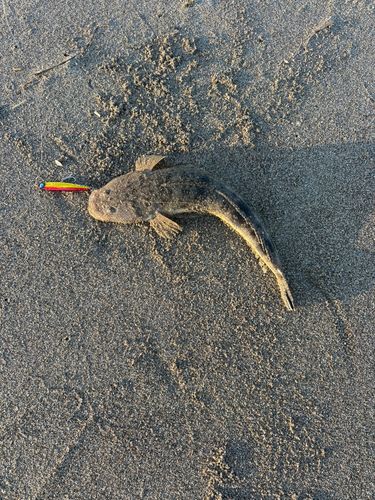 マゴチの釣果