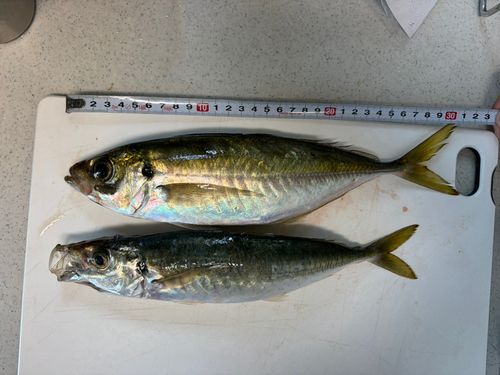 アジの釣果
