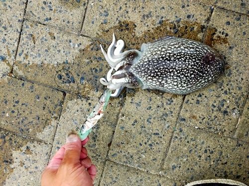 シリヤケイカの釣果