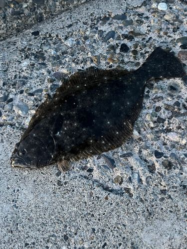ヒラメの釣果