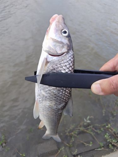 ニゴイの釣果