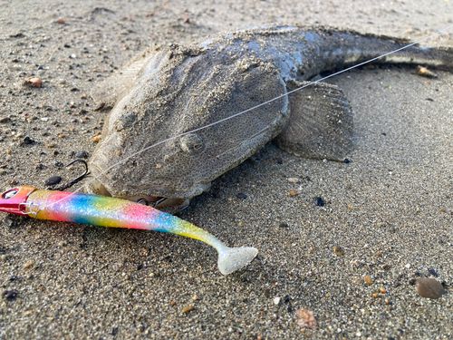 マゴチの釣果