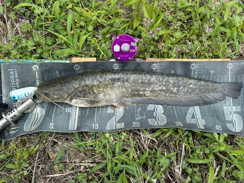 ナマズの釣果
