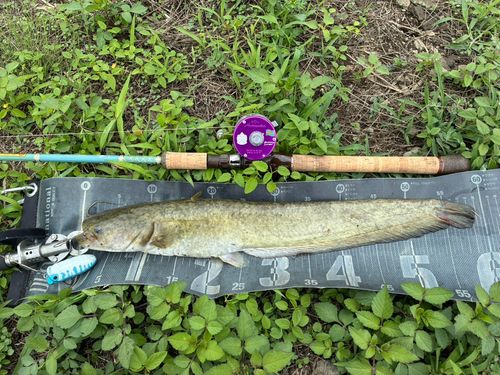 ナマズの釣果