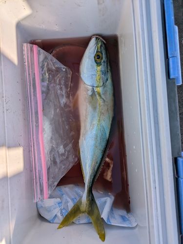 コゾクラの釣果