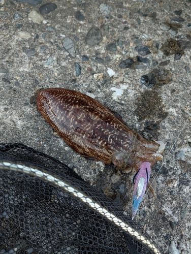 コウイカの釣果