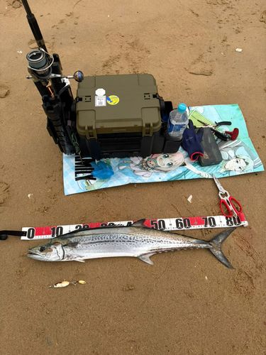 サワラの釣果