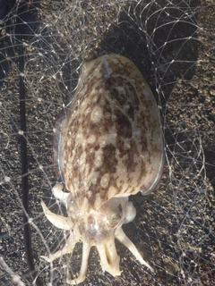 モンゴウイカの釣果