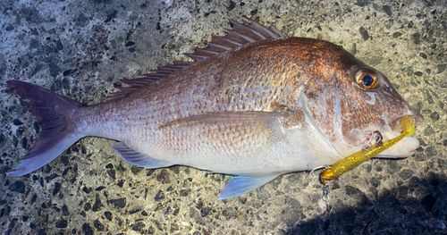 マダイの釣果