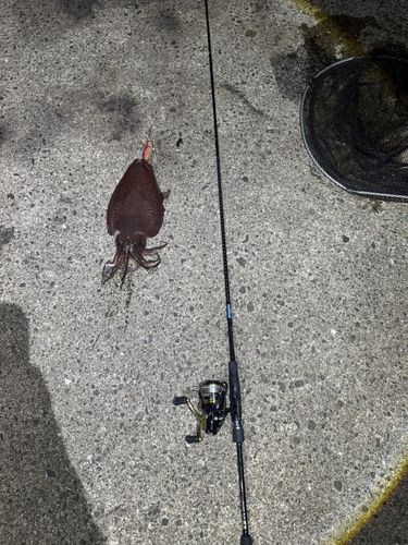 モンゴウイカの釣果